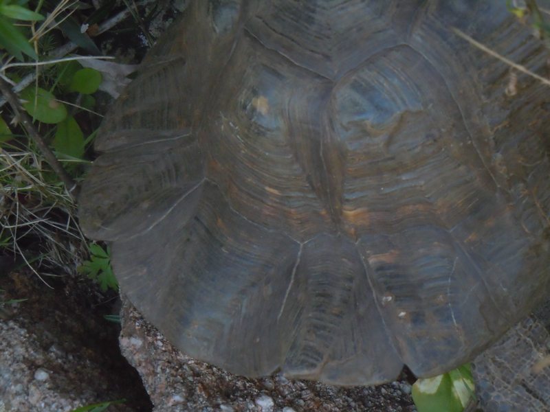 Testudo marginata da Santa Teresa Gallura (OT)